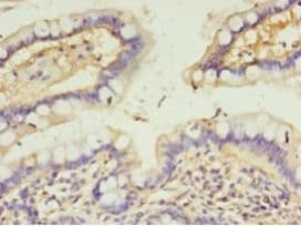 CALML4 Antibody (Biotin)