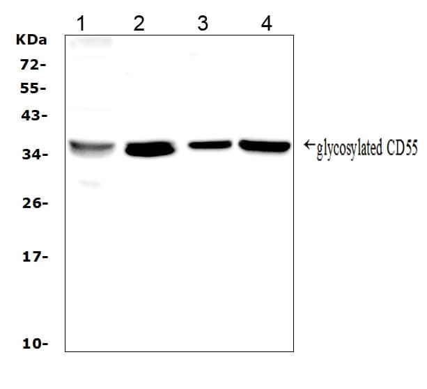 LIF Antibody (aa23-202)