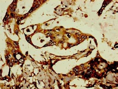 FAM127A Antibody