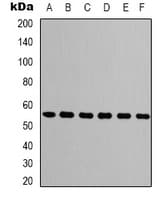 Monoclonal Mouse anti-Human TUBB3 / Tubulin Beta 3 Antibody (IHC, IF, WB)