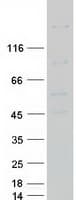 Human PLXNA1 / Plexin A1 Protein (Recombinant Myc-DDK (Flag))