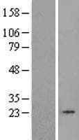 TBPL1 / TRF2 Protein (Over-Expression Lysate Myc-DDK (Flag))