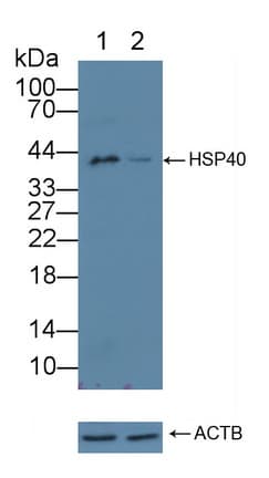 DNAJB1 / Hsp40 Antibody (aa2-340)