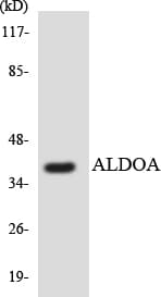 Polyclonal Rabbit anti-Human ALDOA / Aldolase A Antibody (aa9-58, WB)