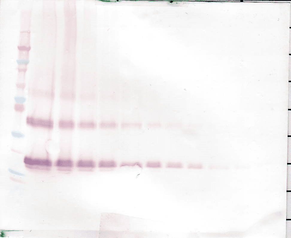 FGF7 / KGF Antibody