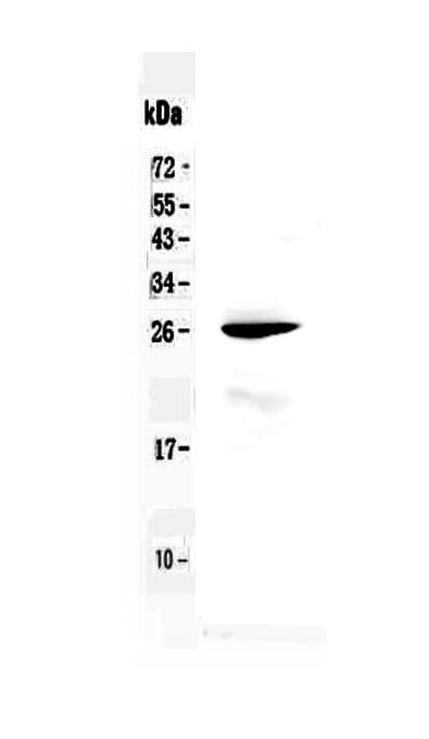RND1 Antibody