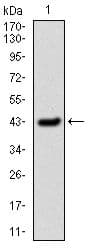 SERPINE1 / PAI-1 Antibody (clone 1D5)