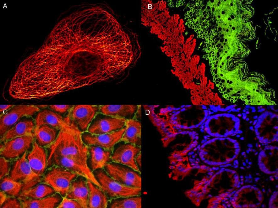 Rabbit Anti-Mouse IgG Secondary Antibody (Atto 532)