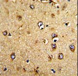 HOMER3 / Homer 3 Antibody (aa281-308)