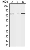 MER / MERTK Antibody (N-Terminus)
