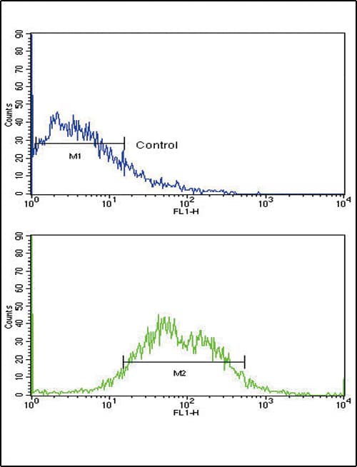 ACVRL1 Antibody (aa38-68)
