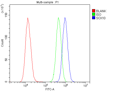 Polyclonal Rabbit anti-Human SOX10 Antibody (WB)