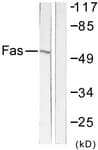 IHC-plus™ CD95 / FAS Antibody (aa281-330)