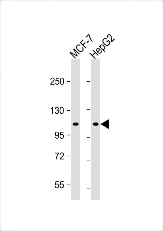 ATG9A Antibody (aa 723-753)