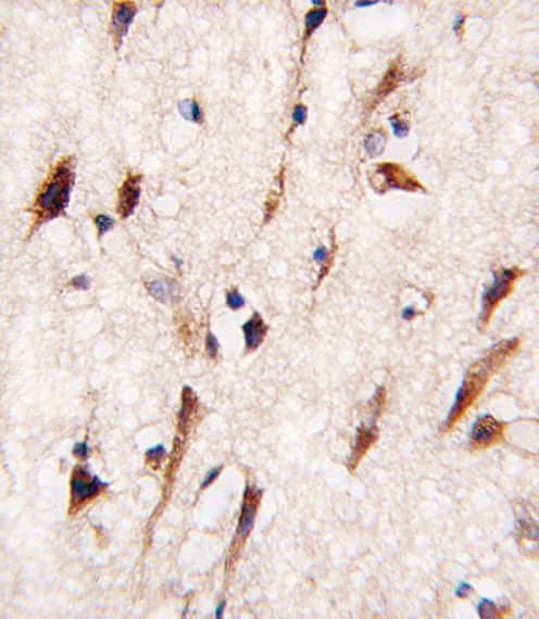 MOB1B / MOBKL1A Antibody (aa177-206)