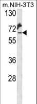 KLC2 Antibody (aa403-432)