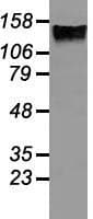 L1CAM Antibody (clone OTI1H3)