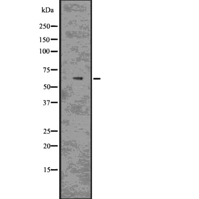MAG Antibody