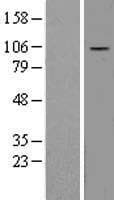 DAP-5 / EIF4G2 Protein (Over-Expression Lysate Myc-DDK (Flag))