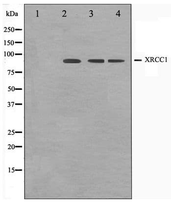 Polyclonal Rabbit anti-Human XRCC1 Antibody (IHC, WB)