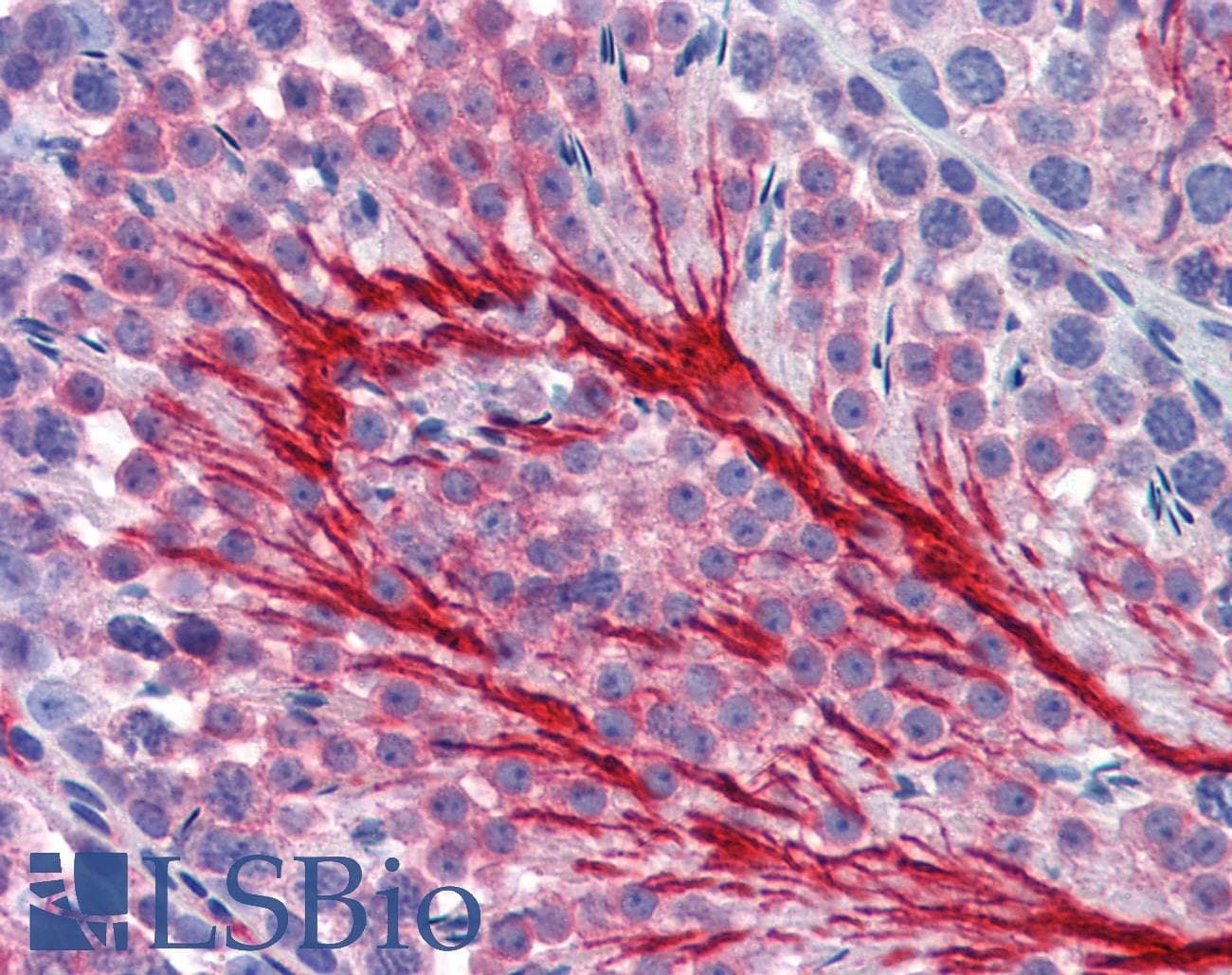 IHC-plus™ Basigin / Emmprin / CD147 Antibody (clone OX114)