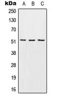 Polyclonal Rabbit anti-Human S1PR4 / SIP4 / EDG6 Antibody (Internal, WB)