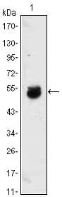 BMP4 Antibody (clone 10F4B4)