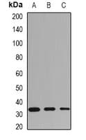 Polyclonal Rabbit anti-Human HLA-DRB1 Antibody (IF, WB)