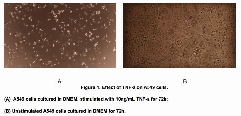 Cow Insulin Protein (Recombinant His-GST, N-terminus)