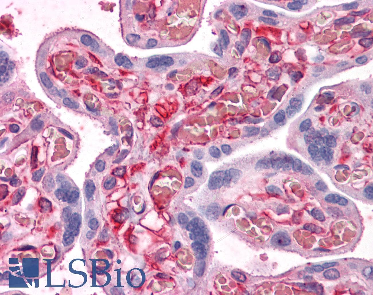 IHC-plus™ SHMT / SHMT1 Antibody (clone 4F9)