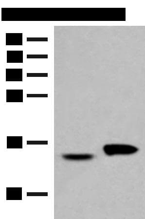 ISG15 Antibody