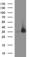 EPCAM Antibody (clone OTI1G4)