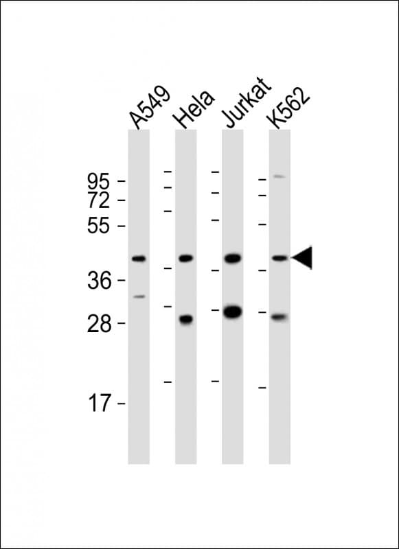 MORF4L1 / MRG15 Antibody (aa328-360)
