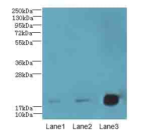 Polyclonal Rabbit anti-Human CNIH2 Antibody (IHC, WB)