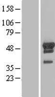 ARFGAP1 Protein (Over-Expression Lysate Myc-DDK (Flag))