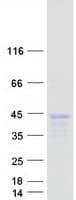 Human ELAVL4 / HuD Protein (Recombinant Myc-DDK (Flag))