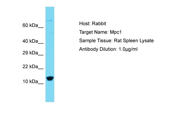 Polyclonal Rabbit anti-Rat BRP44L Antibody (N-Terminus, WB)