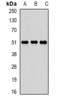 TIP48 / RUVBL2 Antibody