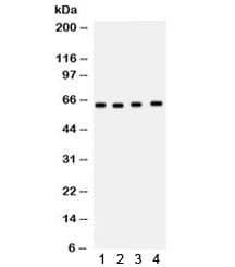CDC6 Antibody