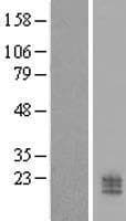 CCDC126 Protein (Over-Expression Lysate Myc-DDK (Flag))
