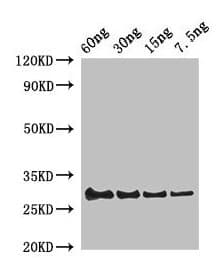 LYZ / Lysozyme Antibody