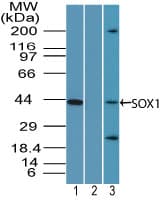 Polyclonal Rabbit anti-Human SOX1 Antibody (aa350-400, WB)