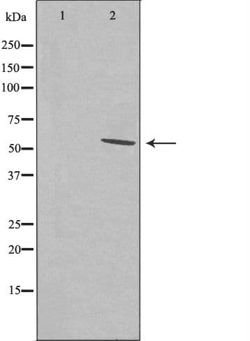 SRSF11 / SFRS11 Antibody
