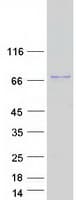 Human POTEB3 / POTE-15 Protein (Recombinant Myc-DDK (Flag))