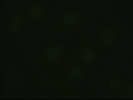 HHEX / HEX Antibody (clone OTI3C4)