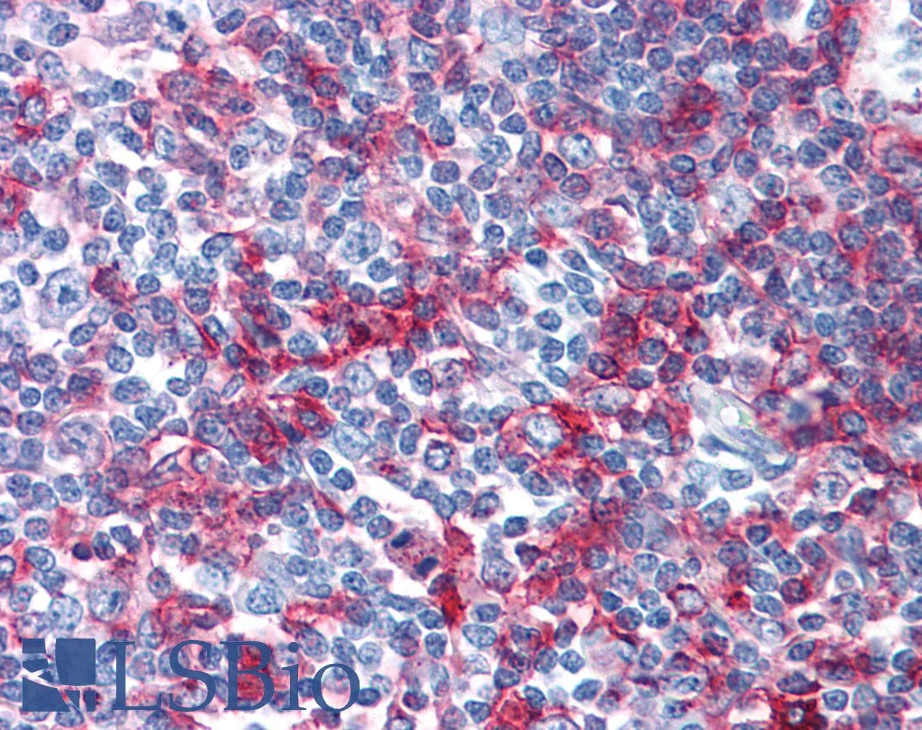 IHC-plus™ Monoclonal Mouse anti-Sheep MHC Class II DQ DR Polymorphic Antibody (clone 49.1, FITC, IHC)