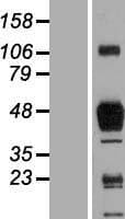 MSR1 / CD204 Protein (Over-Expression Lysate Myc-DDK (Flag))