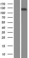 SEC24A Protein (Over-Expression Lysate Myc-DDK (Flag))