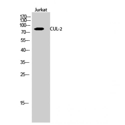 CUL2 / Cullin 2 Antibody (670-750 aa, C-terminal)