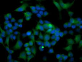 Monoclonal Mouse anti-Human ATG3 Antibody (clone OTI2C12, IHC, IF, WB)